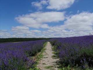 23.散策路を歩いてみよう