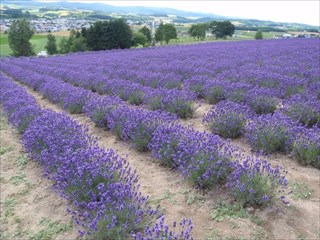 24.3号は早く咲きますよ